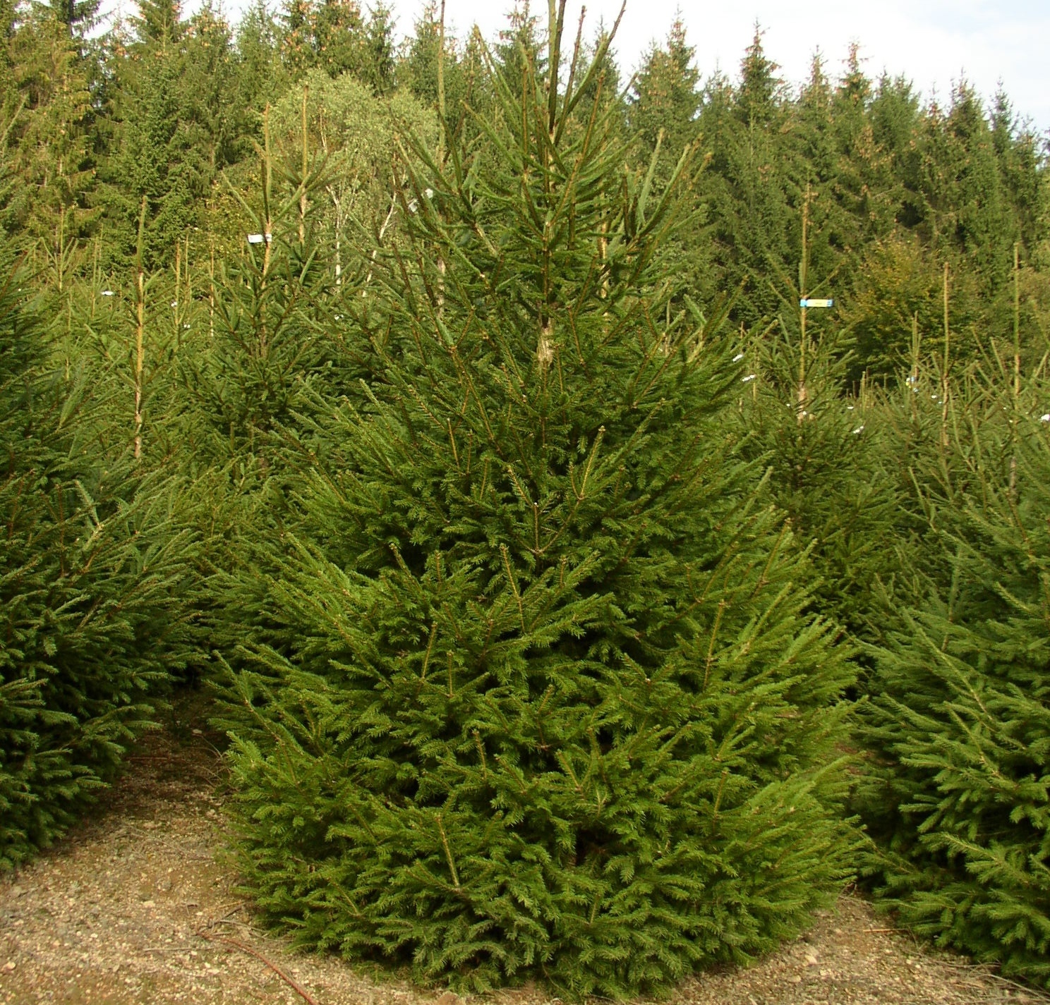 Sapins de Noël des Pépinières Naudet, producteur de sapins de Noël